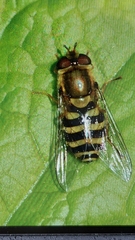 Syrphus