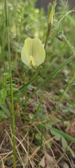 Vicia grandiflora