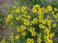 Barbarea vulgaris