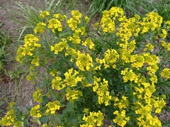 Barbarea vulgaris