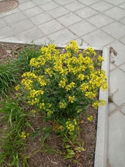 Barbarea vulgaris