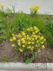 Barbarea vulgaris