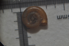 Anisus leucostoma