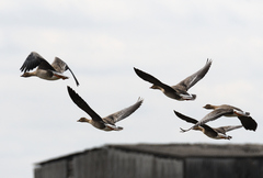 Anser serrirostris rossicus