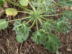 Eryngium tricuspidatum