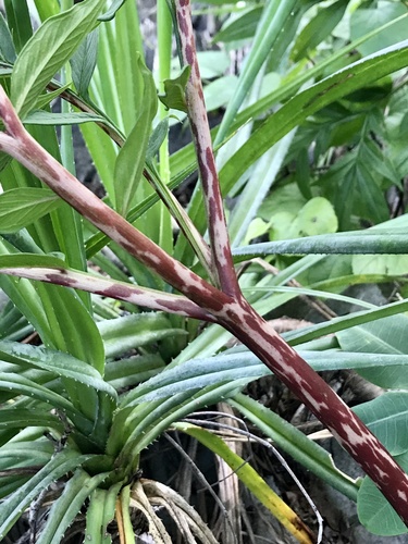 Amorphophallus ankarana image