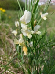 Lathyrus pannonicus
