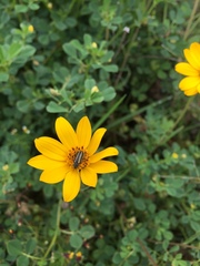 Astylus vittaticollis