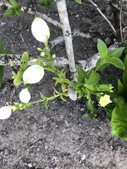 Pseudomussaenda flava