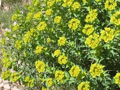 Euphorbia clementei