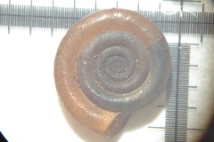 Anisus leucostoma