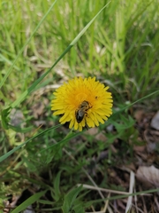Andrena nitida