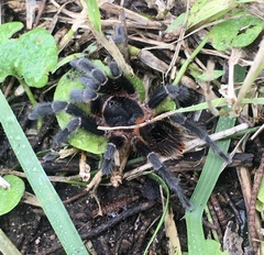 Homoeomma uruguayense