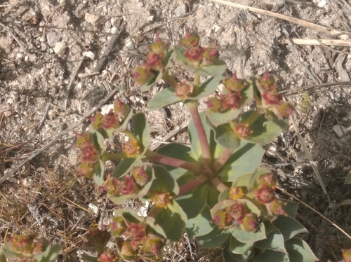 Euphorbia anacampseros