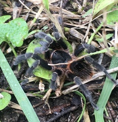 Homoeomma uruguayense