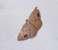 Casbia melanops