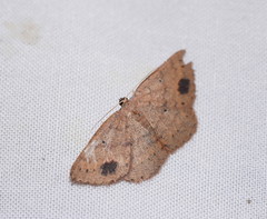 Casbia melanops