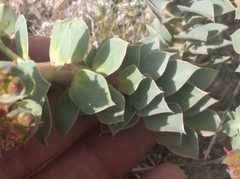 Euphorbia anacampseros, photograph Ben Costamagna, CC BY, iNaturalist via GBIF