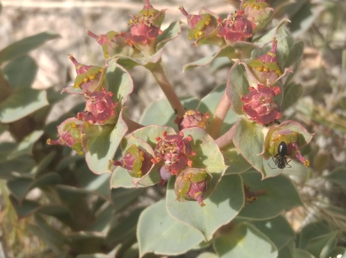Euphorbia anacampseros, photograph 2
