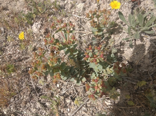 Euphorbia anacampseros, photograph 3
