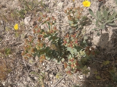 Euphorbia anacampseros, photograph Ben Costamagna, CC BY, iNaturalist via GBIF