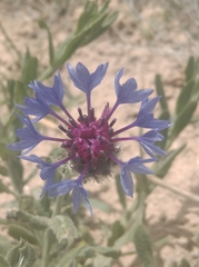 Centaurea depressa