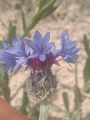 Centaurea depressa