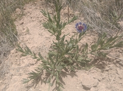 Centaurea depressa