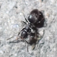 Technomyrmex difficilis
