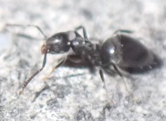 Technomyrmex difficilis