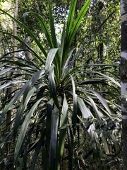 Dracaena xiphophylla image