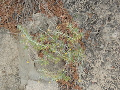 Phagnalon rupestre