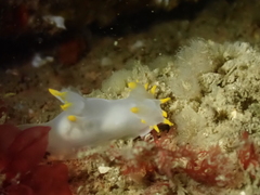 Polycera kernowensis