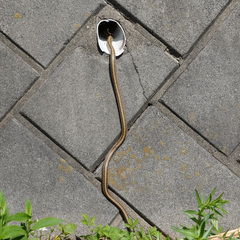 Elaphe quadrivirgata