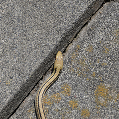 Elaphe quadrivirgata