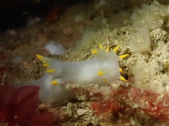 Polycera kernowensis