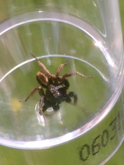 Alopecosa pulverulenta