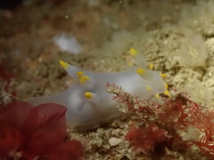 Polycera kernowensis