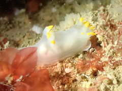 Polycera kernowensis