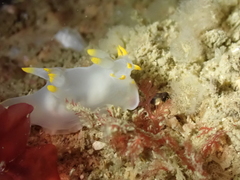 Polycera kernowensis