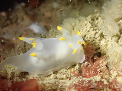 Polycera kernowensis