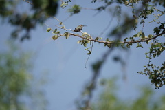 Saucerottia beryllina