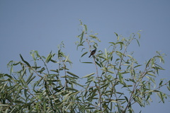 Saucerottia beryllina