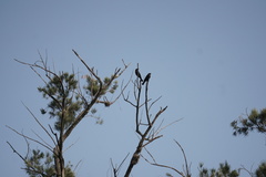 Saucerottia beryllina