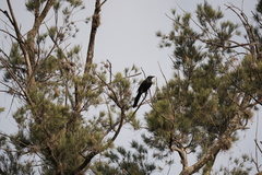 Saucerottia beryllina