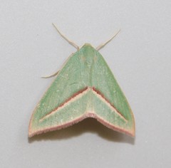 Chlorerythra rubriplaga