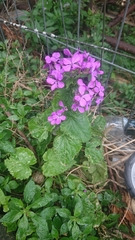 Lunaria annua
