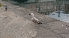 Larus michahellis