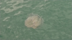 Rhizostoma pulmo