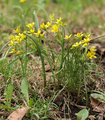 Gagea fragifera